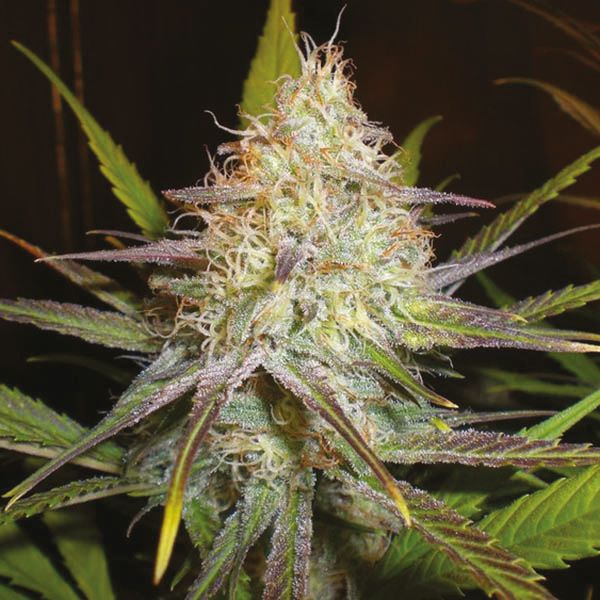 Chocolope Seeds Regular 