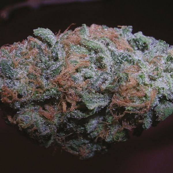 Blue Haze Fem Blue Haze Fem