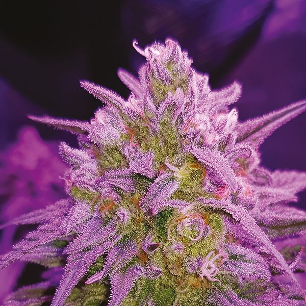 Autoflower Critical Purple Strain Seeds 