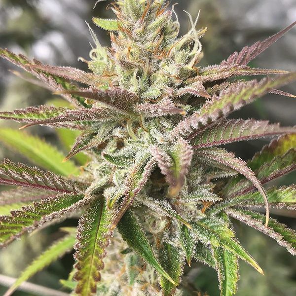 Tropicana Cookies Purple Fem Tropicana Cookies Purple Fem