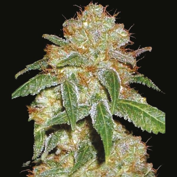 Black Domina Fem Black Domina Fem