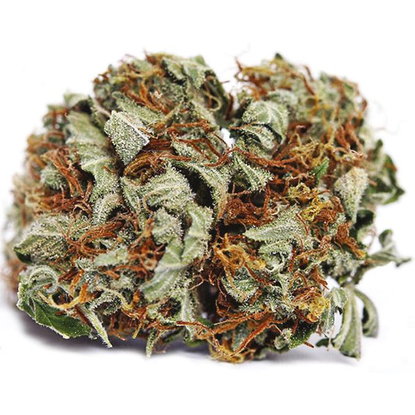 Amnesia x Ak47 Fem Amnesia x Ak47 Fem
