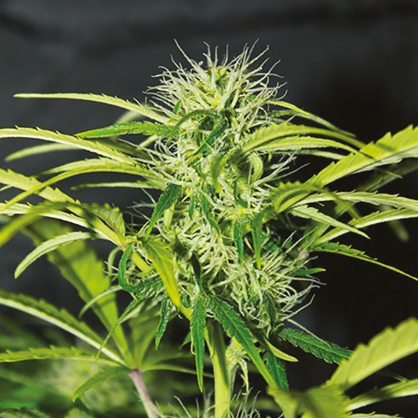 Auto Amnesia Fem Auto Amnesia Fem