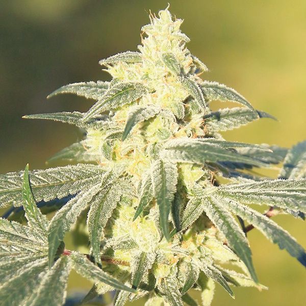 buy gorilla glue strain seeds online 