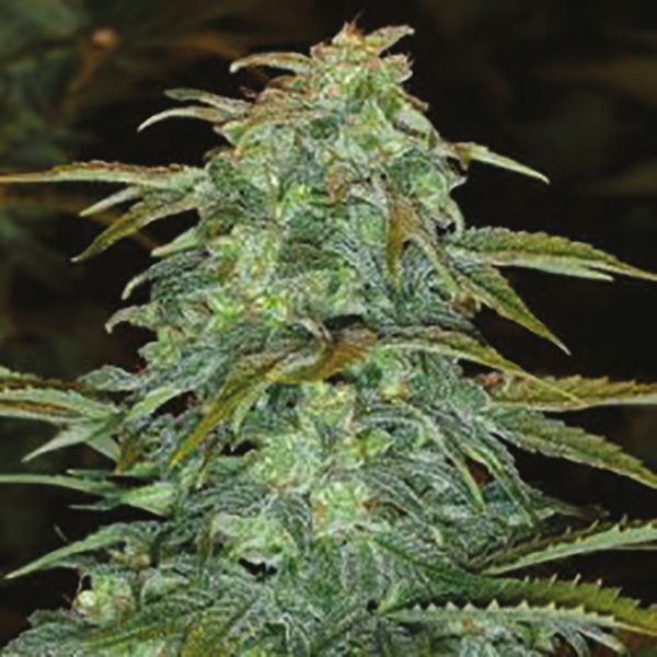 Auto Haze Fem Auto Haze Fem