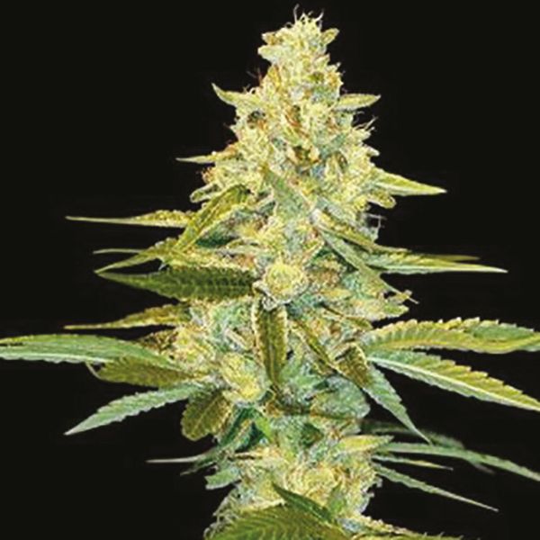 Chocolope x Kush Fem Chocolope x Kush Fem