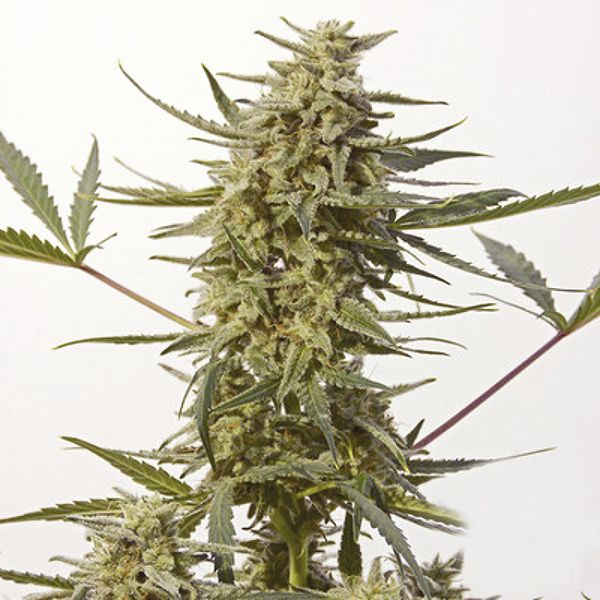 Critical 47 Seeds USA 
