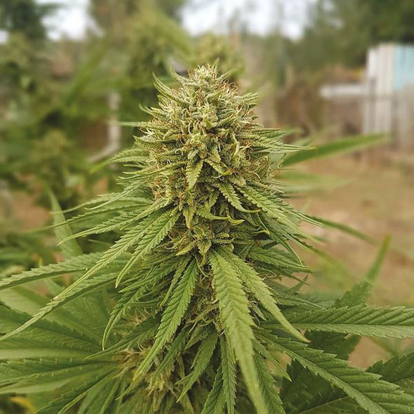 Amnesia x Nicole Kush Fem