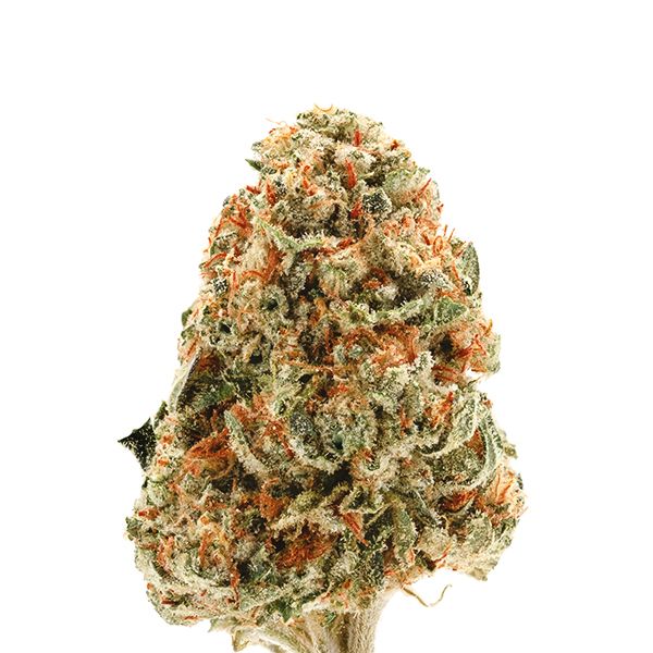OG Kush Strain Seeds USA 