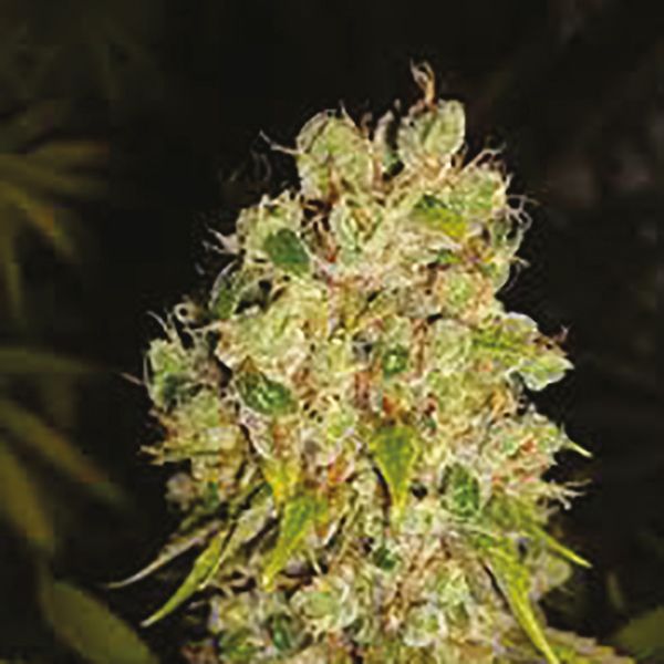 Skunk Diesel Fem Skunk Diesel Fem