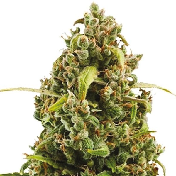 Autoflower Diesel Seeds Online 