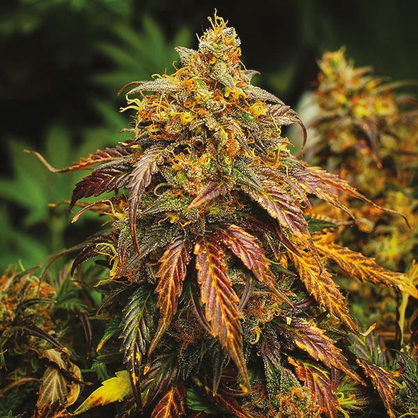 Auto Gorilla Glue #4 Fem