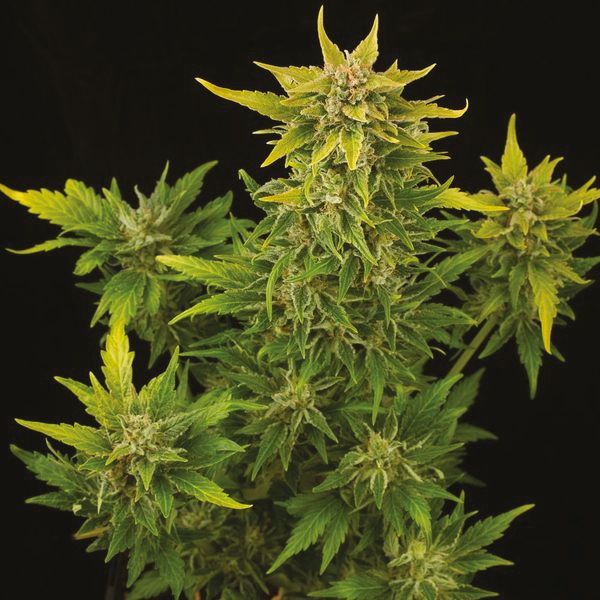 Auto Fruit Fem Auto Fruit Fem