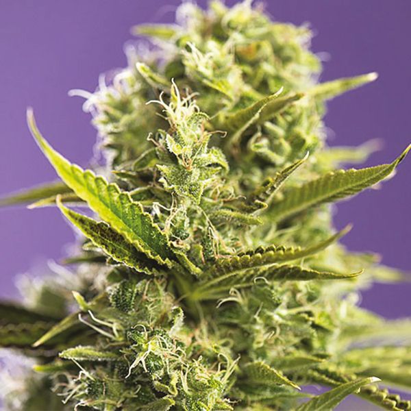 CBD OG Kush 1 to 15 Fem CBD OG Kush 1 to 15 Fem