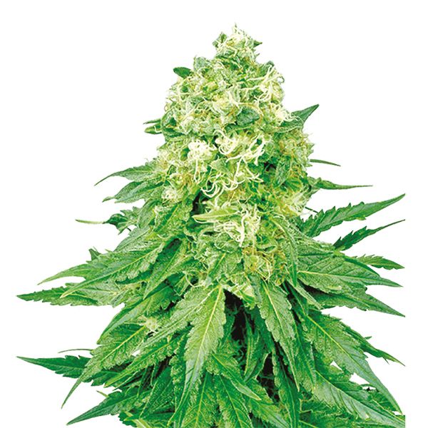 Buy Bruce Banner x White Russian Seeds Online 