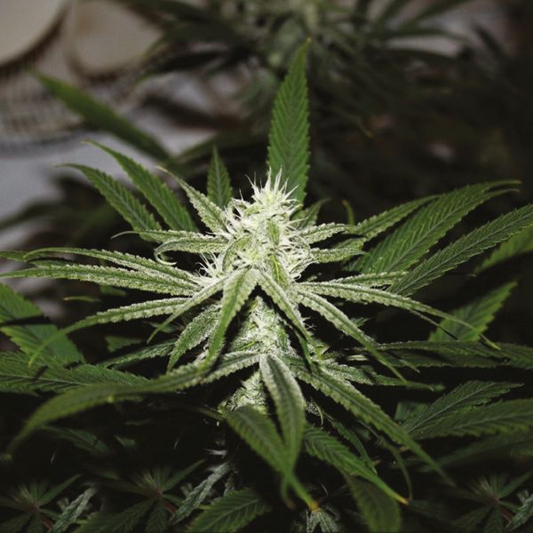 buy gorilla glue in USA 