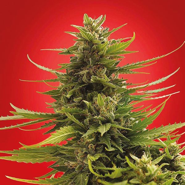 Super Skunk Fem Super Skunk Fem