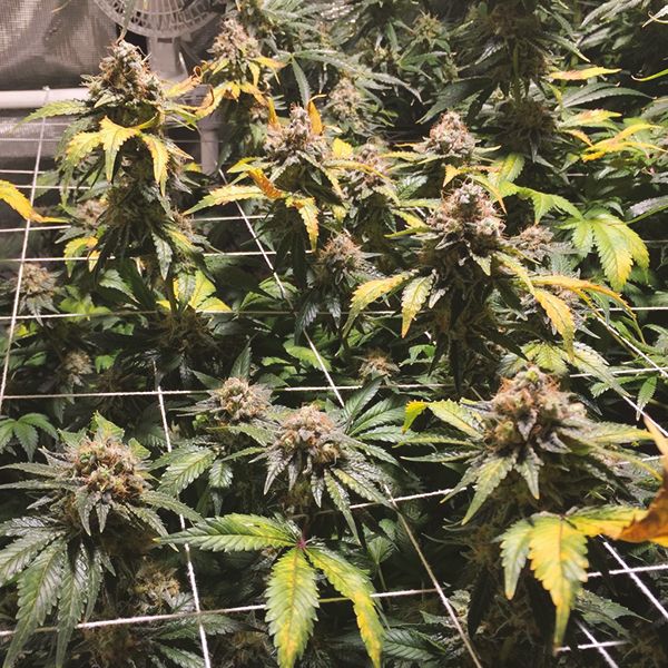 Amnesia x Ak47 Fem Amnesia x Ak47 Fem
