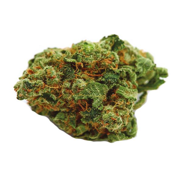 CBD Harlequin 1 to 18 Fem