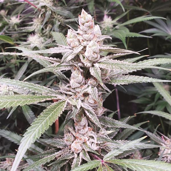 Strawberry Banana Fem