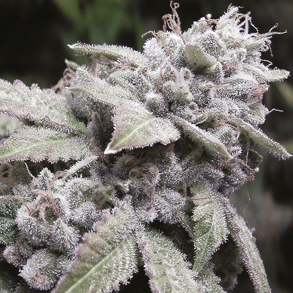 Gorilla Glue #4 Fem Gorilla Glue #4 Fem