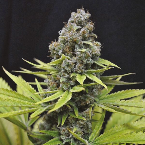 CBD Blueberry 1 to 16 Fem CBD Blueberry 1 to 16 Fem