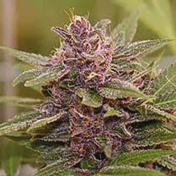 Purple Urkle Fem Purple Urkle Fem