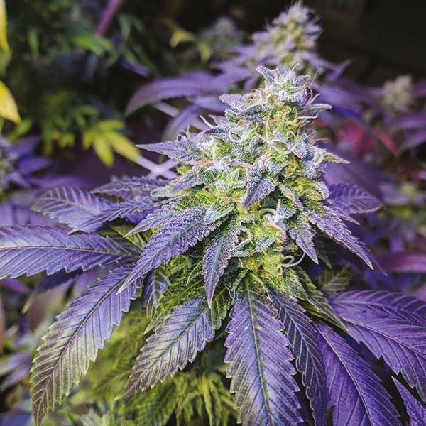 Auto Northern Lights x Blueberry Fem