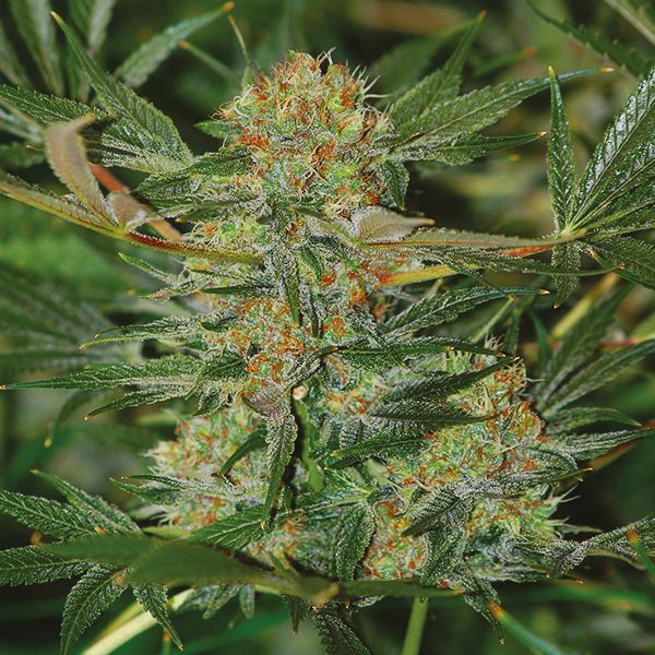 Afghan Kush x Super Skunk Fem Afghan Kush x Super Skunk Fem