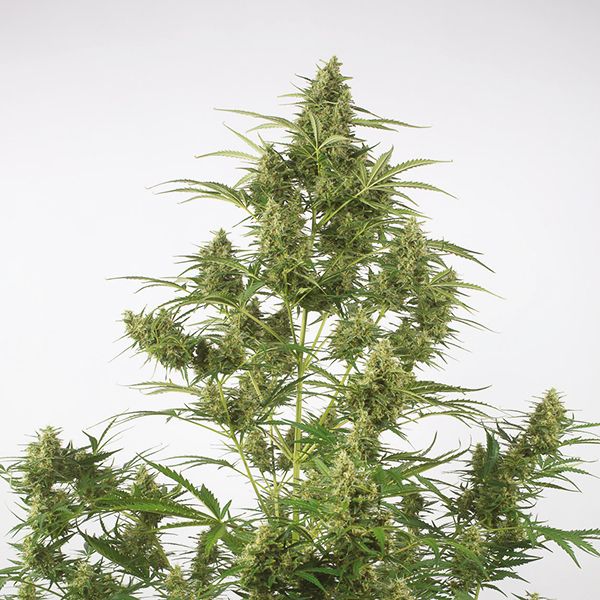 Auto Critical+ 2.0 Fem Auto Critical+ 2.0 Fem