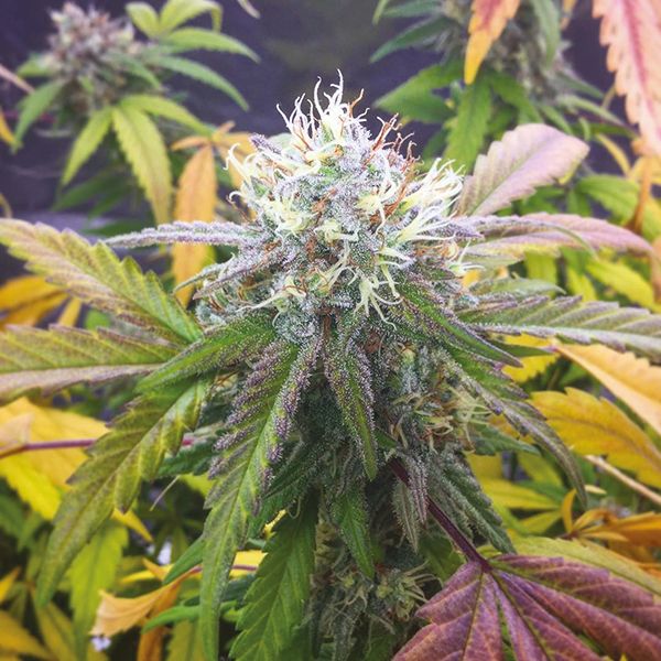 White Rhino Fem White Rhino Fem