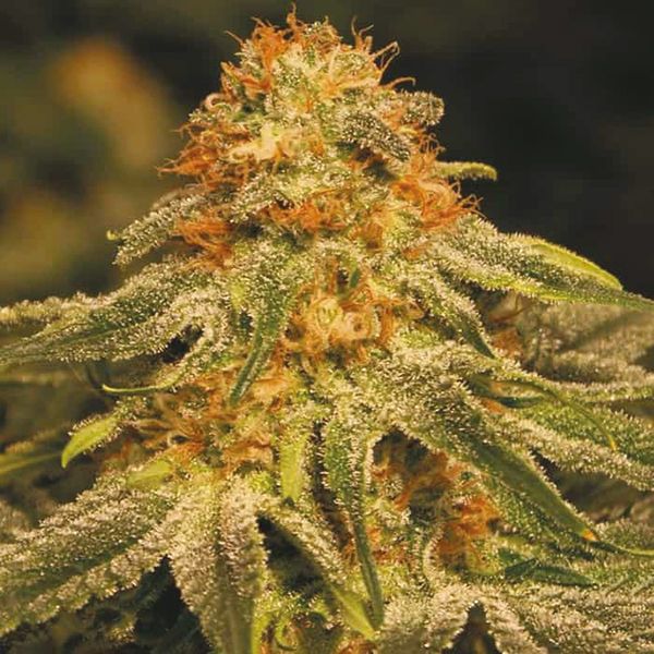 Orange Bud Fem Orange Bud Fem