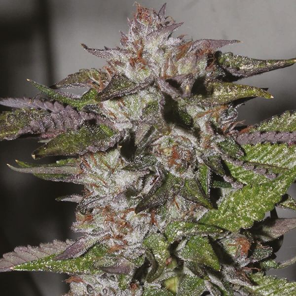 Blueberry x OG Kush Fem