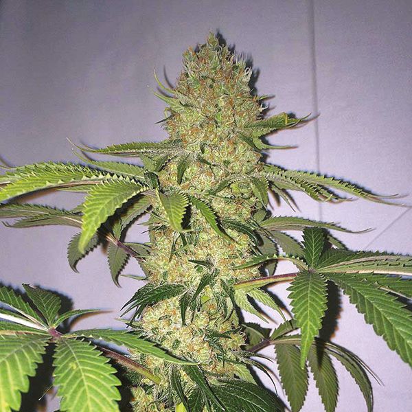 Big Bud Fem Big Bud Fem