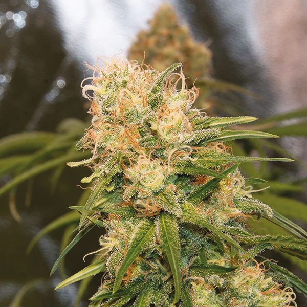 Afghan Skunk Strain Seeds 