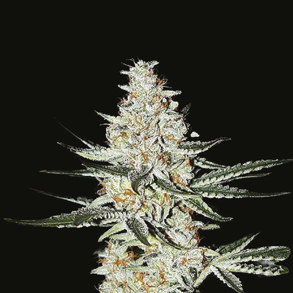 Auto White Widow x California Snow Fem Auto White Widow x California Snow Fem