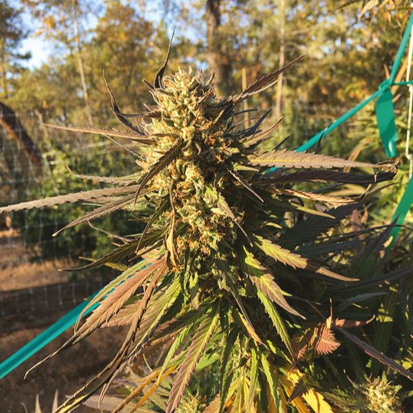 3 Kings OG Fem 3 Kings OG Fem