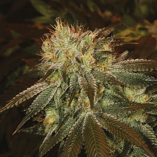 Master Kush Fem Master Kush Fem