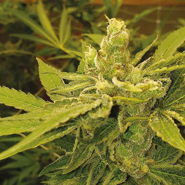 Tangie x Chocolope Fem Tangie x Chocolope Fem