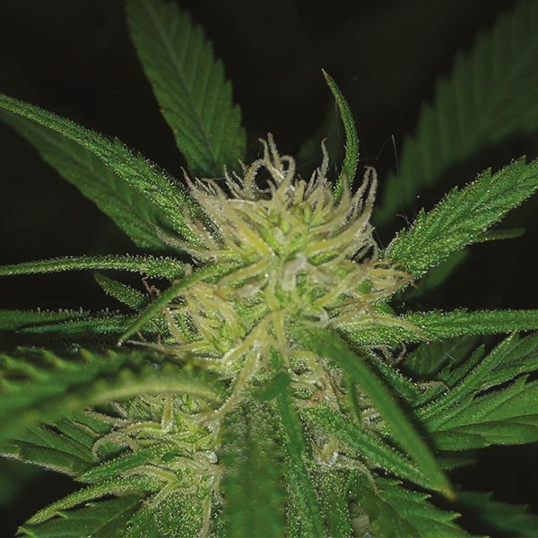 Sweet Tooth Strain Seeds 