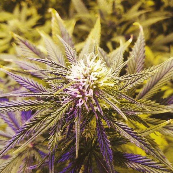 Auto Skunk Fem Auto Skunk Fem