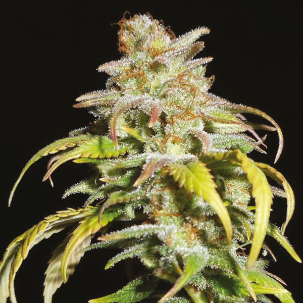 CBD Harlequin 1 to 18 Fem