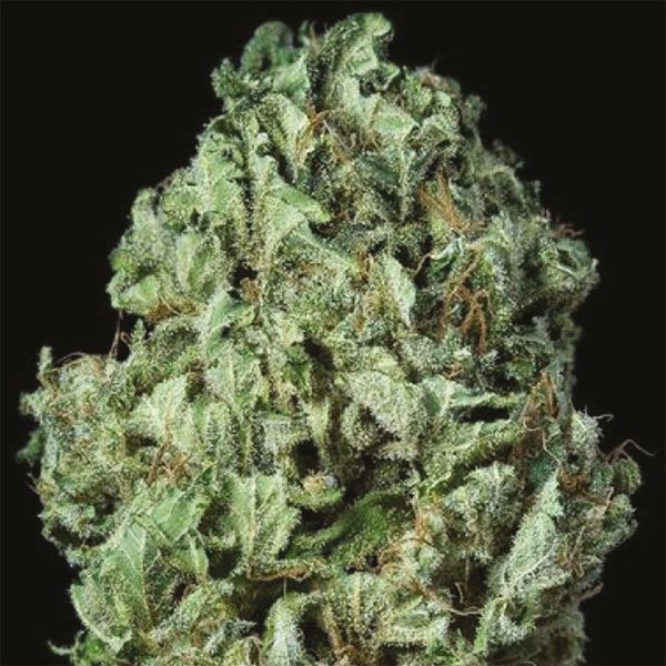 Auto Sour Diesel Fem Auto Sour Diesel Fem