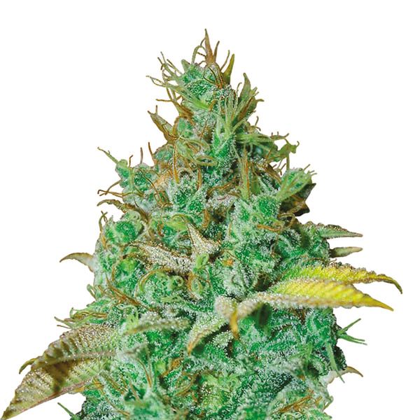 Buy Chocolope kush strain seeds Online USA 