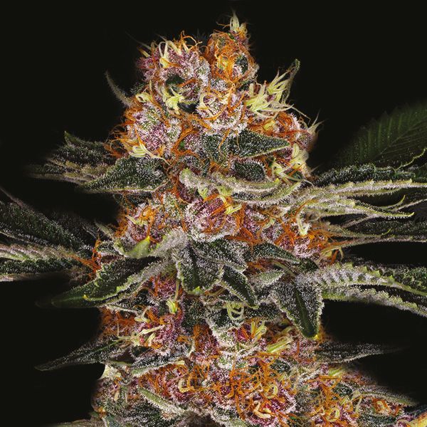 Purple Punch Fem Purple Punch Fem