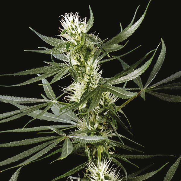 CBD Super Silver 1 to 1 Fem