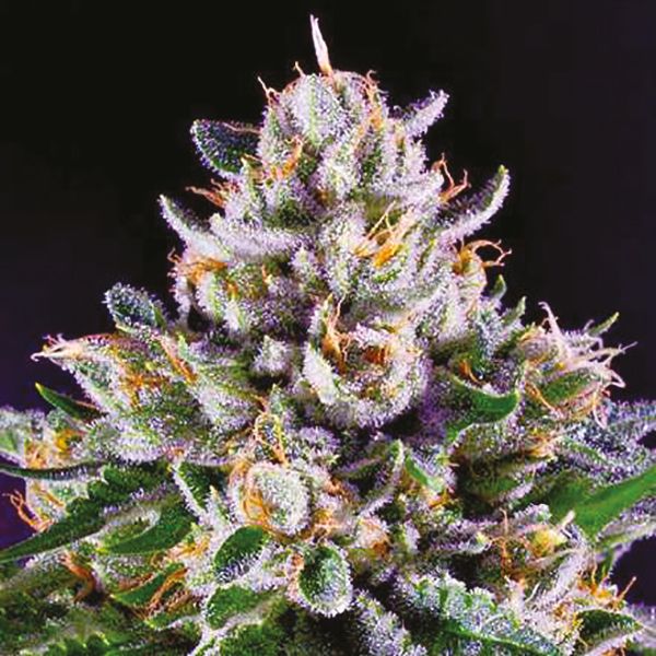 Blue OG Fem Blue OG Fem