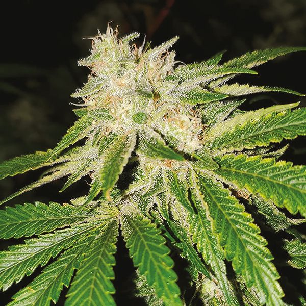 Stardawg Strain Seeds 