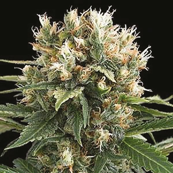 Amnesia x Ak47 Fem Amnesia x Ak47 Fem