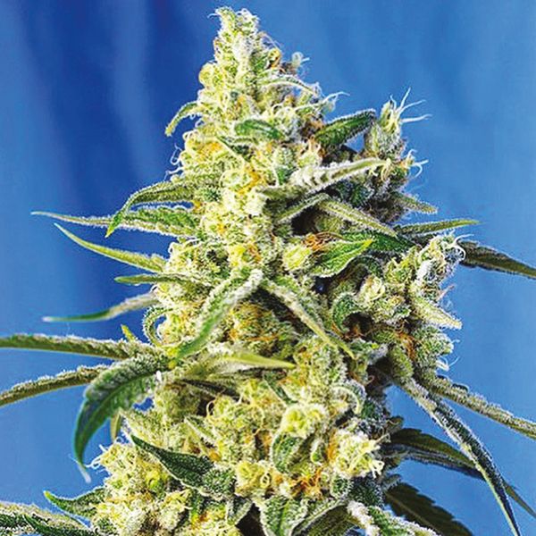 Amnesia Haze Fem Amnesia Haze Fem